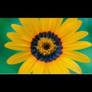 Meet your Posher, Theresa